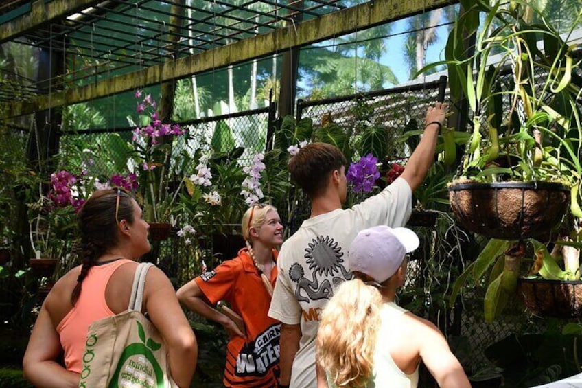 Cairns Explorer Tour
