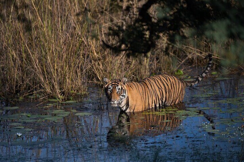 Private Personalized Guided Tiger Safari Photo Tour