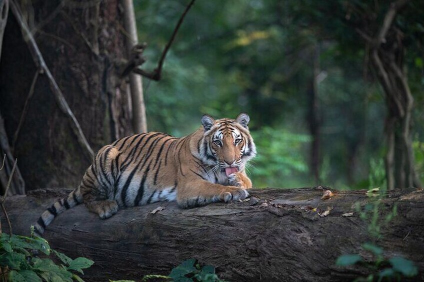 Private Personalized Guided Tiger Safari Photo Tour