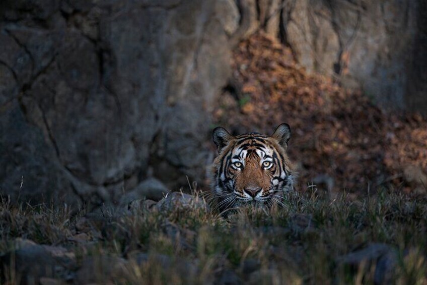 Private Personalized Guided Tiger Safari Photo Tour