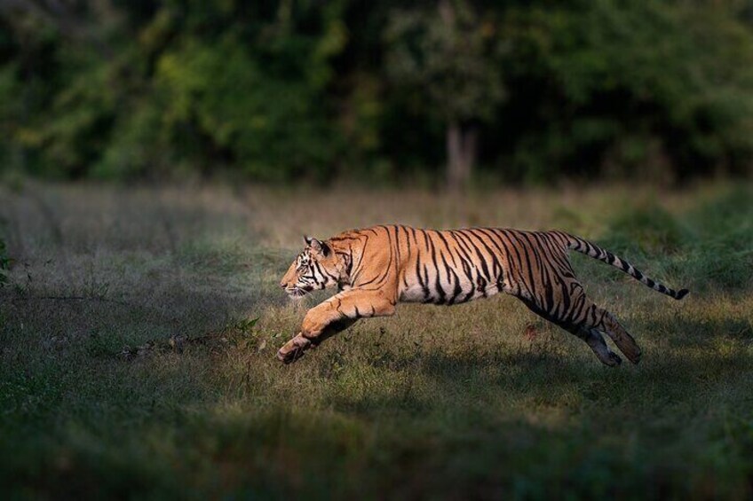 Private Personalized Guided Tiger Safari Photo Tour