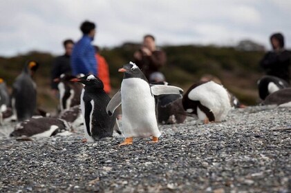 Ushuaia: Beaglekanaalwandeling tussen pinguïns en Navigatie Isla de Lobos