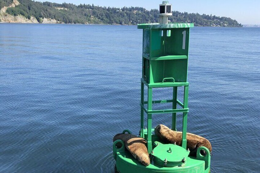 Mid-Day & Sunset Sailing on Seattle's Majestic Puget Sound