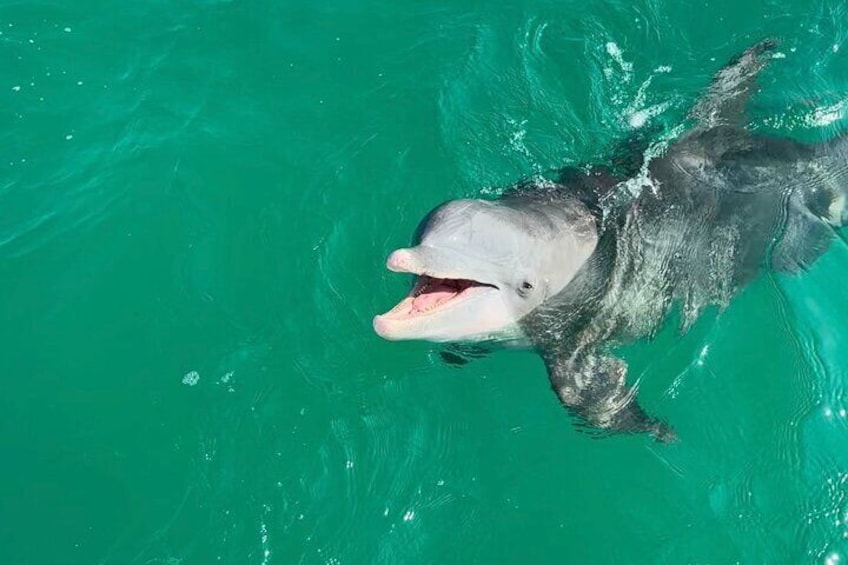 Kevin the Friendly Dolphin