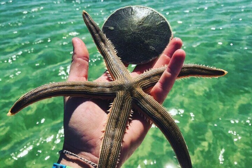 Our Snorkel tour is awesome for finding sea creatures