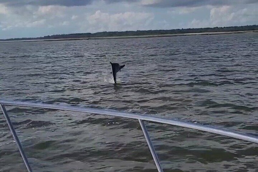 Private Dolphin Boat Tour in Hilton Head Island