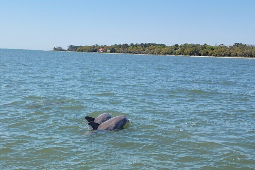 Private Dolphin Boat Tour in Hilton Head Island