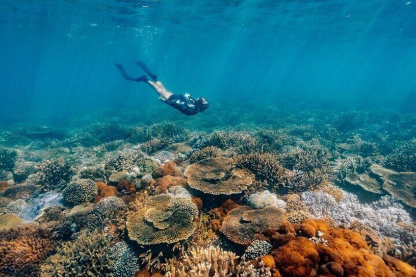 Snorkel the Southern Great Barrier Reef