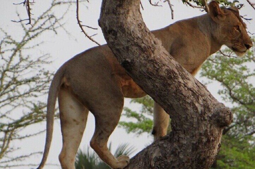 Mount climbing Lion in Saadan 