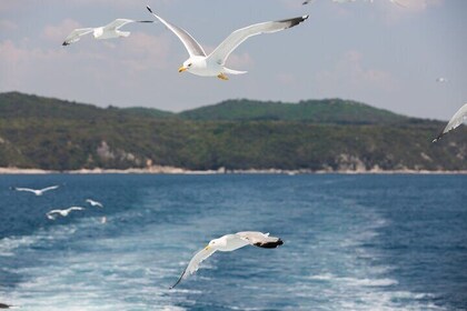 Full Day Cruise from Pula to Rovinj Lim Fjord and Red Island