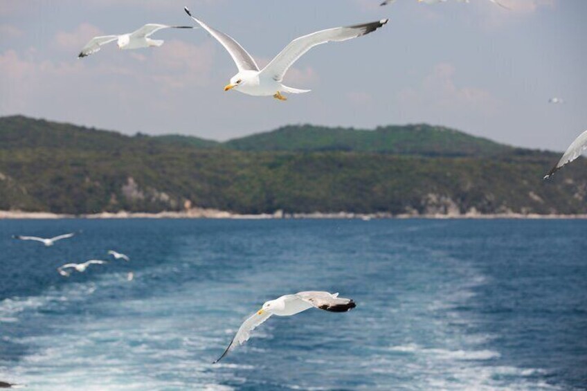 Lim Fjord Cruise
