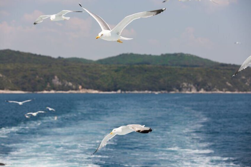 Lim Fjord Cruise