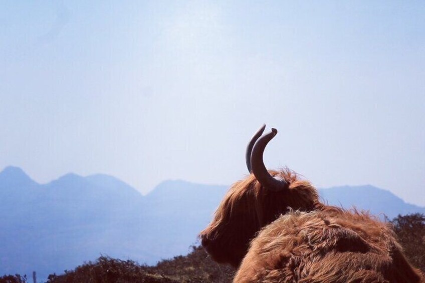 Highland Cow