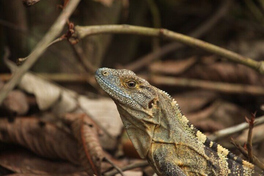 Black Spine-tailed Iguana Carara National Park