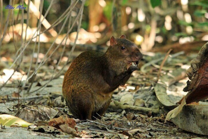 Agouti Carara National Park