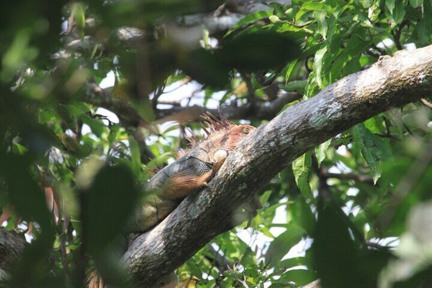 Green Iguana Carara National Park