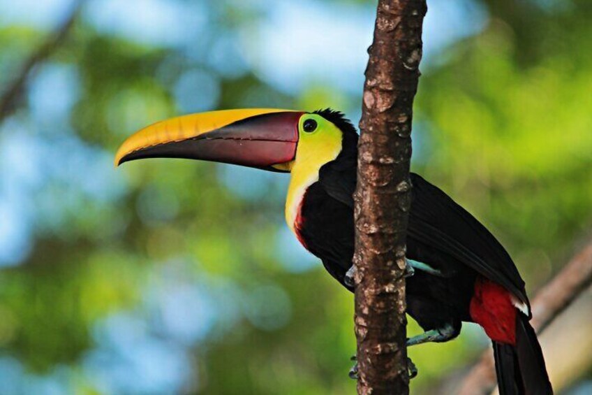 Toucan Carara National Park