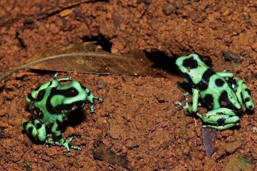 Green & Black Poison Dart Frog Carara National Park