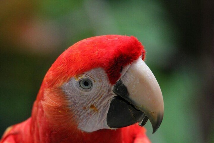 Scarlet Macaw Carara National Park