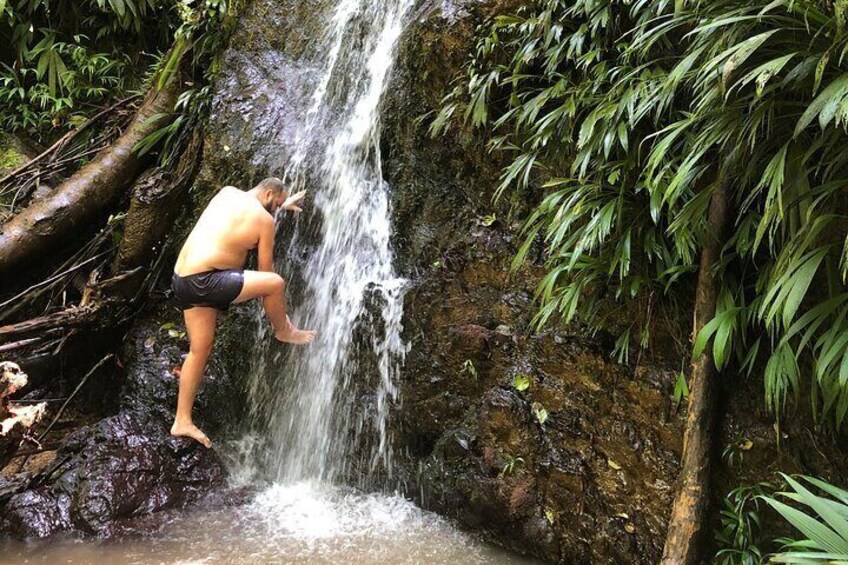 3 Hours Rainforest Group Walk with Lunch