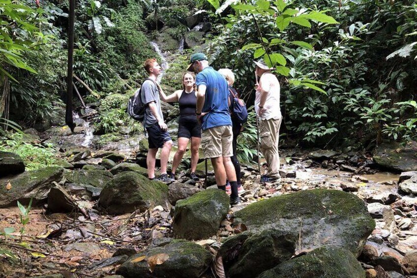 3 Hours Rainforest Group Walk with Lunch