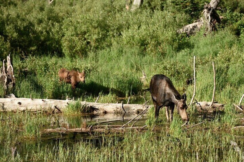 Grand Teton Self Guided Audio Driving Tour