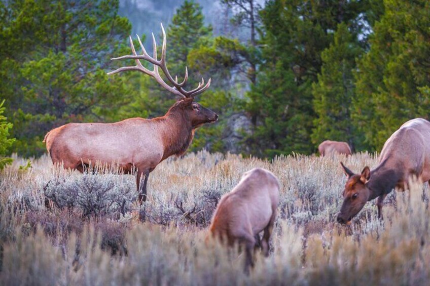 Grand Teton Self Guided Audio Driving Tour