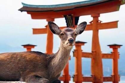 Hiroshima and Miyajima Private Custom Tour with Local Guide