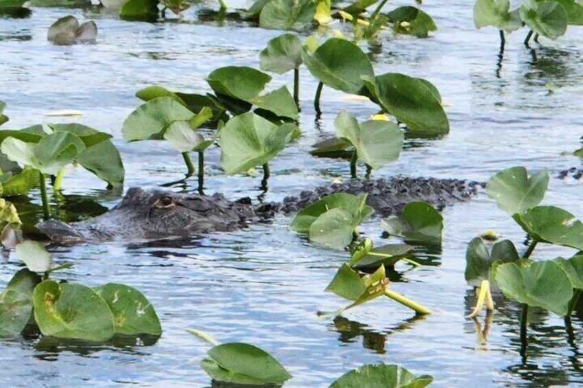 Everglades Airboat Ride and Bus transfer from Miami Beach