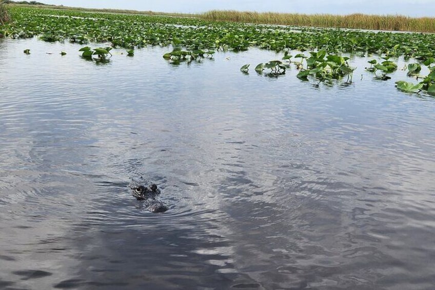 Everglades Airboat Ride and Bus transfer from Miami Beach