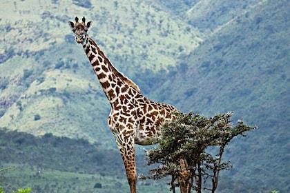 3 Days Serengeti And Ngorongoro Crater Outstanding Luxury Safari