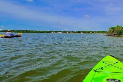 Kayak the Pristine Waters of Mosquito Lagoon Guided Eco Tour