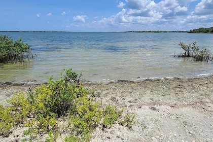 Kayak the Pristine Waters of Mosquito Lagoon Guided Eco Tour