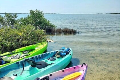 Kayak the Pristine Waters of Mosquito Lagoon Guided Eco Tour