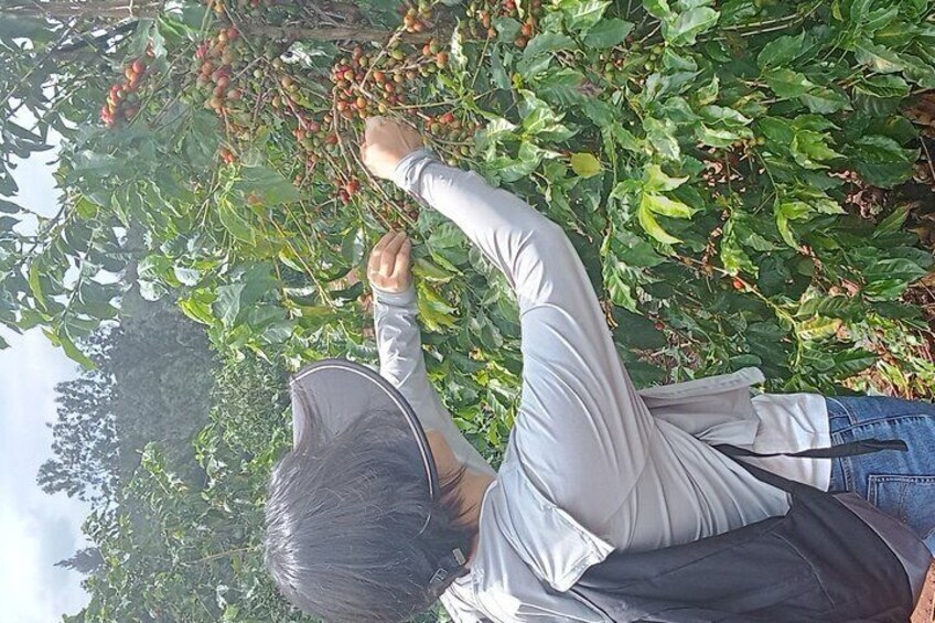 Kenyan Coffee Farm Tour