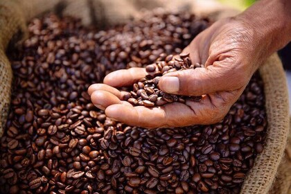 Kenyan Coffee Farm Tour