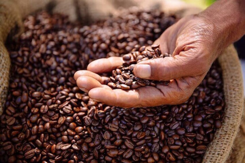Kenyan Coffee Farm Tour
