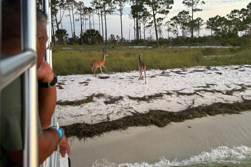 Furry friends