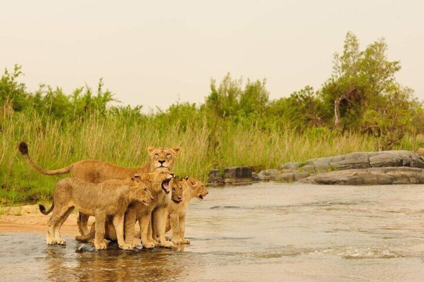 3 Day Kruger National Park Safari from Johannesburg