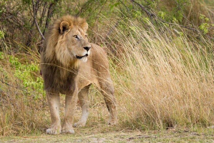 3 Day Kruger National Park Safari from Johannesburg