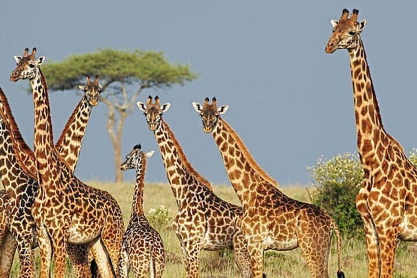 3 Day Kruger National Park Safari from Johannesburg