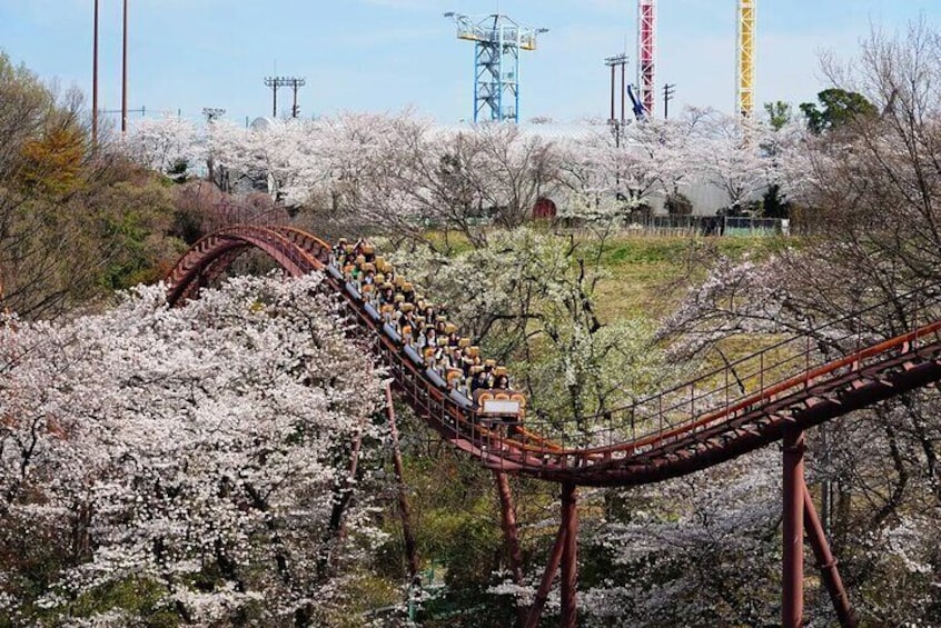 Test your bravery on board the parks various thrilling roller coaster rides, including the biggest one, "Bandit"