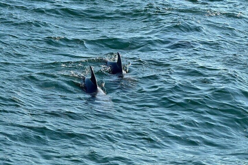 Shell Island Dolphin Sightseeing Boat Tour