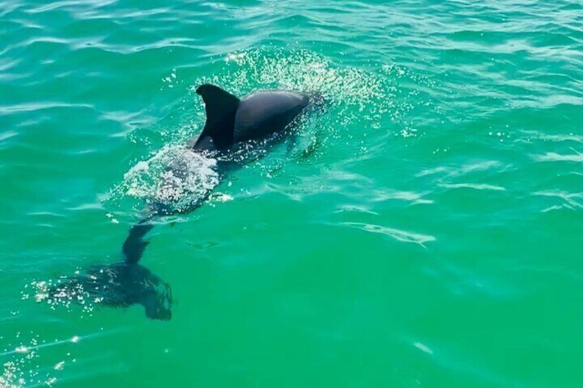 Shell Island Dolphin Sightseeing Boat Tour