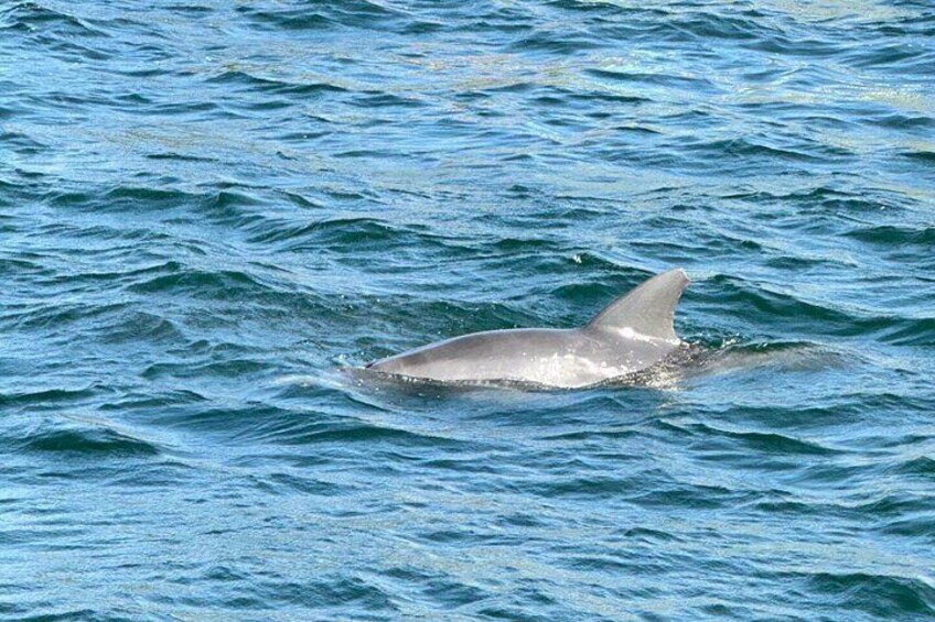 Shell Island Dolphin Sightseeing Boat Tour