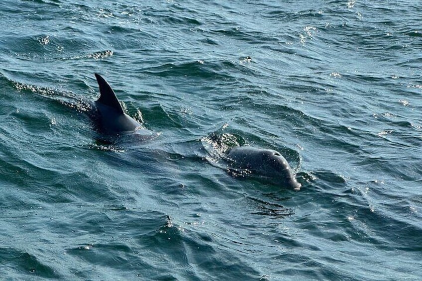 Shell Island Dolphin Sightseeing Boat Tour