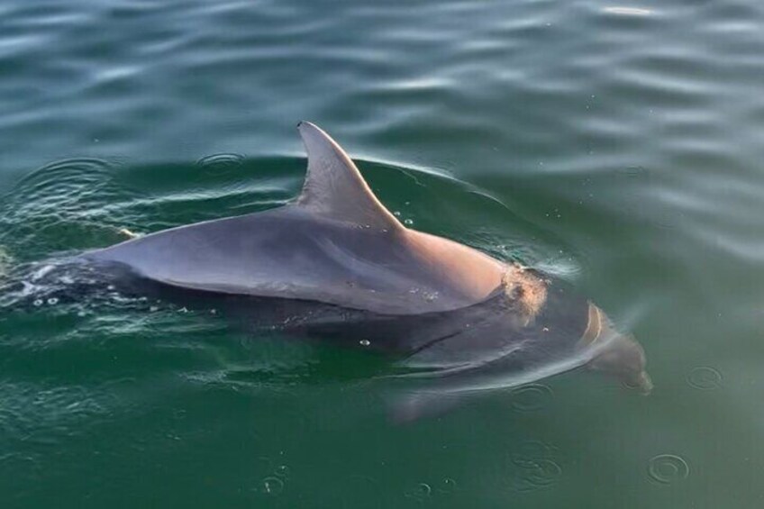 The clarity this day was awesome and this gray boy came right up close.