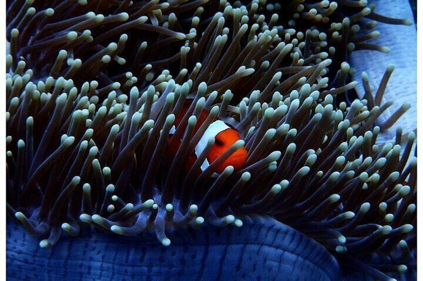 Snorkeling Adventure in Athens