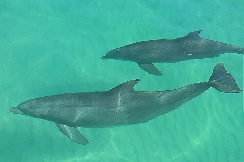 Fall/ Winter Destin Harbor Sightseeing Dolphin Cruise