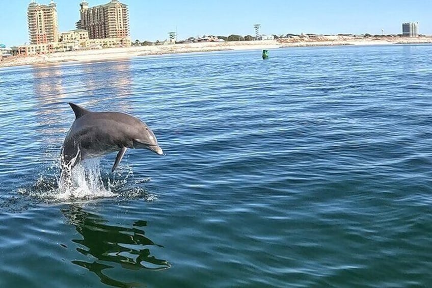 Fall/ Winter Destin Harbor Sightseeing Dolphin Cruise